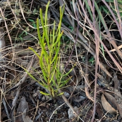 Exocarpos cupressiformis (Cherry Ballart) at Fowles St. Woodland, Weston - 12 Aug 2021 by AliceH