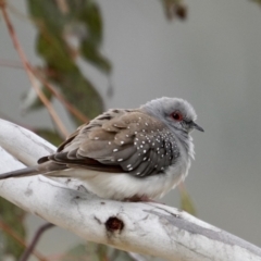 Geopelia cuneata (Diamond Dove) at Booth, ACT - 8 Aug 2021 by MichielvLC