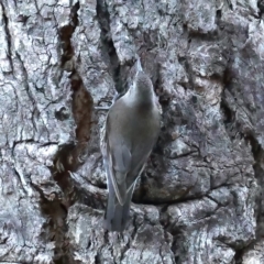 Cormobates leucophaea (White-throated Treecreeper) at Mount Majura - 10 Aug 2021 by jb2602