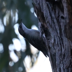 Cormobates leucophaea at Downer, ACT - 10 Aug 2021 03:56 PM