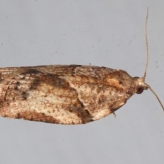 Epiphyas postvittana (Light Brown Apple Moth) at Ainslie, ACT - 9 Aug 2021 by jb2602