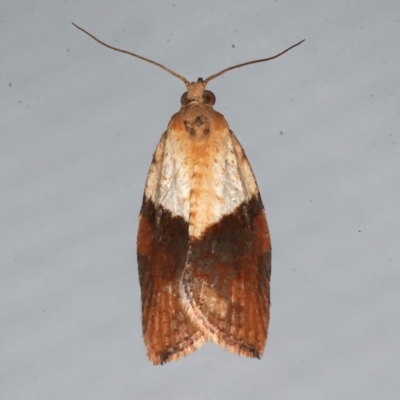 Epiphyas postvittana (Light Brown Apple Moth) at Ainslie, ACT - 9 Aug 2021 by jbromilow50