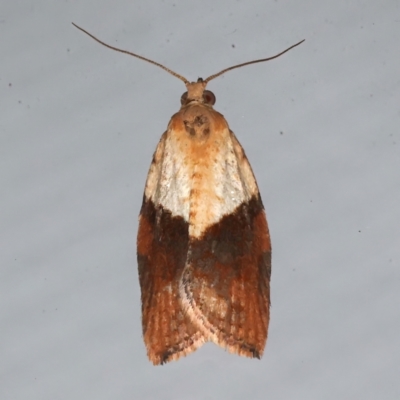 Epiphyas postvittana (Light Brown Apple Moth) at Ainslie, ACT - 9 Aug 2021 by jb2602