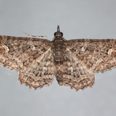 Pasiphilodes testulata (Pome looper) at Ainslie, ACT - 9 Aug 2021 by jb2602