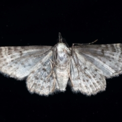 Pasiphilodes testulata at Ainslie, ACT - 9 Aug 2021