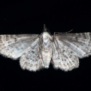 Pasiphilodes testulata at Ainslie, ACT - 9 Aug 2021