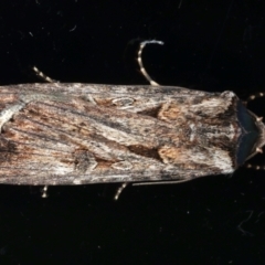 Agrotis munda (Brown Cutworm) at Ainslie, ACT - 9 Aug 2021 by jb2602