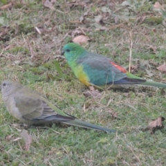 Psephotus haematonotus (Red-rumped Parrot) at Conder, ACT - 7 Jun 2021 by michaelb