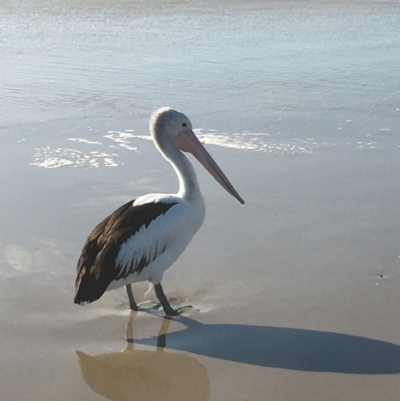 Pelecanus conspicillatus (Australian Pelican) at Evans Head, NSW - 11 Aug 2021 by Claw055