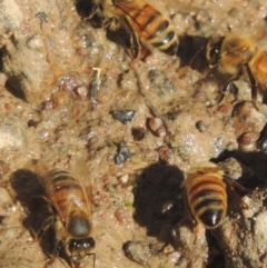 Apis mellifera (European honey bee) at Tuggeranong Hill - 10 Aug 2021 by MichaelBedingfield