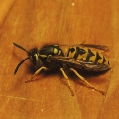 Vespula germanica (European wasp) at Conder, ACT - 6 Jun 2021 by MichaelBedingfield