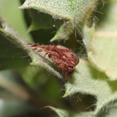 Unidentified Spider (Araneae) at ANBG - 30 Jul 2021 by TimL