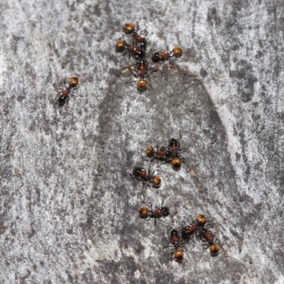 Chelaner kiliani (Kilian's ant) at ANBG - 6 Aug 2021 by TimL