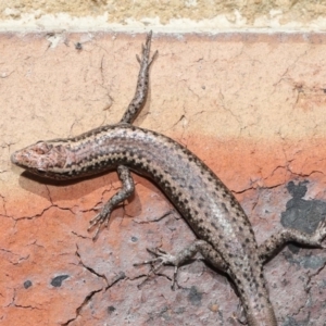 Cryptoblepharus sp. (genus) at Evatt, ACT - 11 Aug 2021