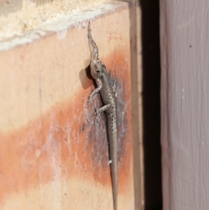 Cryptoblepharus sp. (genus) at Evatt, ACT - 11 Aug 2021 11:27 AM