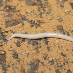 Australoplana minor (The Little planarian) at Evatt, ACT - 11 Aug 2021 by TimL