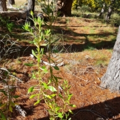 Dimorphotheca ecklonis (African Daisy) at Isaacs, ACT - 31 Aug 2021 by Mike