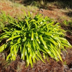 Agapanthus praecox subsp. orientalis (Agapanthus) at Isaacs, ACT - 12 Aug 2021 by Mike