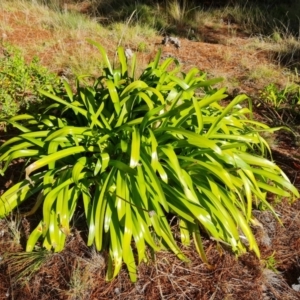 Agapanthus praecox subsp. orientalis at Isaacs, ACT - 12 Aug 2021