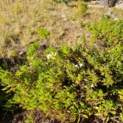 Dimorphotheca ecklonis (South African Daisy) at Isaacs Ridge and Nearby - 12 Aug 2021 by Mike