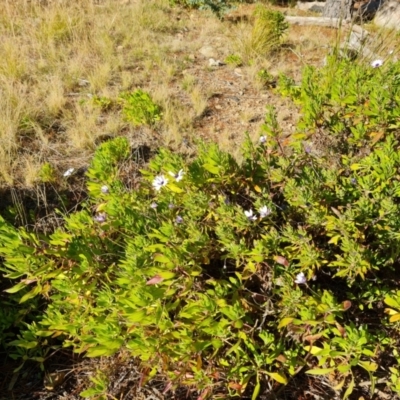 Dimorphotheca ecklonis (African Daisy) at Isaacs, ACT - 12 Aug 2021 by Mike