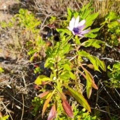 Dimorphotheca ecklonis at Isaacs, ACT - 12 Aug 2021