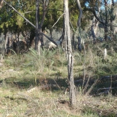 Ovis aries (Sheep) at Mount Ainslie - 12 Aug 2021 by Avery