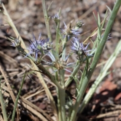 Eryngium ovinum (Blue Devil) at Gundaroo, NSW - 3 Feb 2021 by Gunyijan