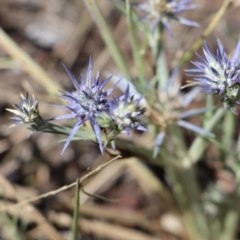 Eryngium ovinum at Gundaroo, NSW - 3 Feb 2021