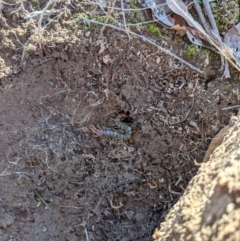 Cormocephalus aurantiipes at Kambah, ACT - 12 Aug 2021