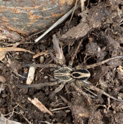 Unidentified Wolf spider (Lycosidae) at Murrumbateman, NSW - 11 Aug 2021 by SimoneC