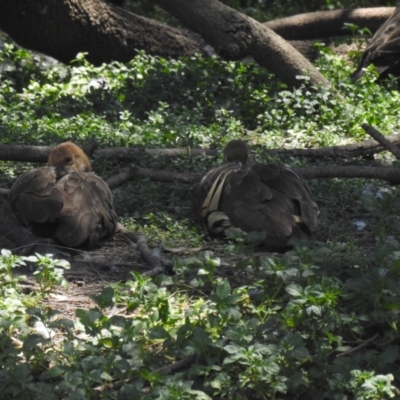 Dendrocygna eytoni (Plumed Whistling-Duck) at Shortland, NSW - 25 Jan 2021 by Liam.m