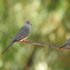 Geopelia cuneata (Diamond Dove) at The Pilliga, NSW - 23 Jan 2021 by Liam.m