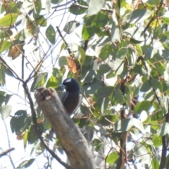 Artamus superciliosus (White-browed Woodswallow) at The Pilliga, NSW - 23 Jan 2021 by Liam.m
