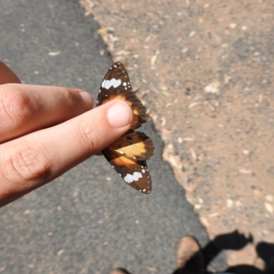 Danaus petilia (Lesser wanderer) at The Pilliga, NSW - 23 Jan 2021 by Liam.m