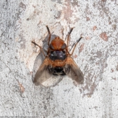 Microtropesa sp. (genus) (Tachinid fly) at Umbagong District Park - 12 Aug 2021 by Roger