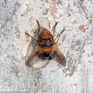 Microtropesa sp. (genus) at Macgregor, ACT - 12 Aug 2021