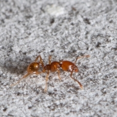Pheidole sp. (genus) (Seed-harvesting ant) at Latham, ACT - 12 Aug 2021 by Roger