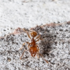 Pheidole sp. (genus) at Latham, ACT - 12 Aug 2021