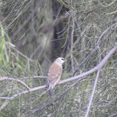Aidemosyne modesta (Plum-headed Finch) at Bohena Creek, NSW - 23 Jan 2021 by Liam.m