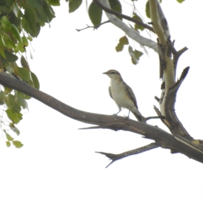 Lalage tricolor (White-winged Triller) at Bohena Creek, NSW - 23 Jan 2021 by Liam.m