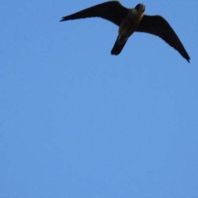 Falco longipennis (Australian Hobby) at The Pilliga, NSW - 23 Jan 2021 by Liam.m