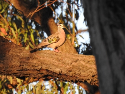 Phaps chalcoptera (Common Bronzewing) at The Pilliga, NSW - 23 Jan 2021 by Liam.m