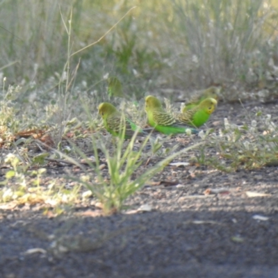 Melopsittacus undulatus (Budgerigar) at Wee Waa, NSW - 23 Jan 2021 by Liam.m