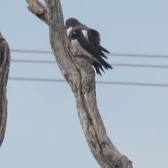 Artamus leucorynchus (White-breasted Woodswallow) at Moree, NSW - 21 Dec 2017 by Liam.m