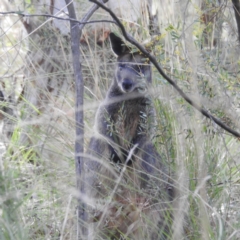 Wallabia bicolor (Swamp Wallaby) at ANBG - 11 Aug 2021 by HelenCross