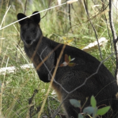 Wallabia bicolor at Downer, ACT - 11 Aug 2021 01:21 PM