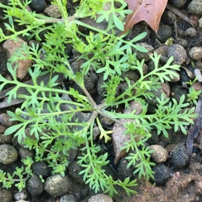 Cotula australis (Common Cotula, Carrot Weed) at O'Connor, ACT - 7 Aug 2021 by Ned_Johnston