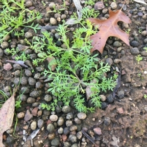 Cotula australis at O'Connor, ACT - 7 Aug 2021