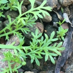 Cotula australis at O'Connor, ACT - 7 Aug 2021